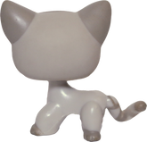 #0483 Shorthair Cat